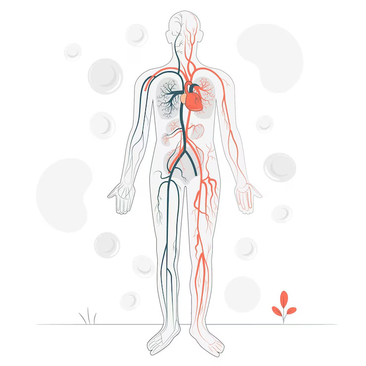 Understanding The Importance Of Vascular Arterial And Venous Health