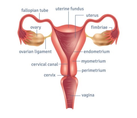 Uterine Artery Embolization Treatment in Noida